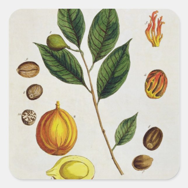 The Nutmeg, plate 353 from 'A Curious Herbal', pub Square Sticker (Front)