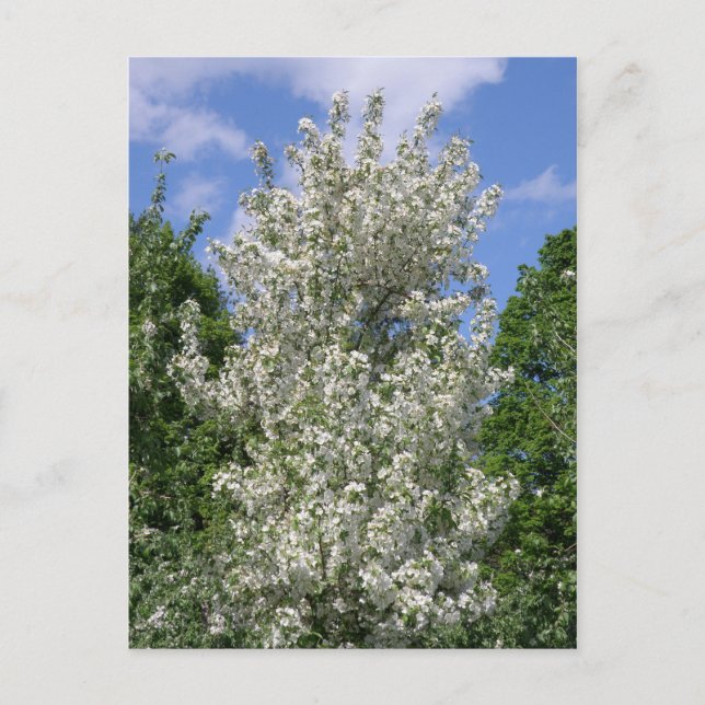 The Old Apple Tree Postcard (Front)