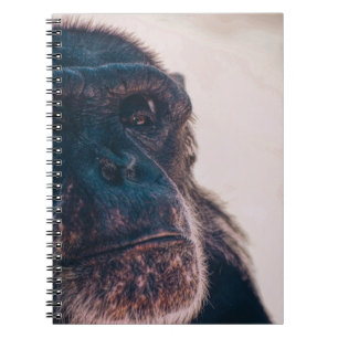 THE OLDEST CHIMPANZEE NOTEBOOK