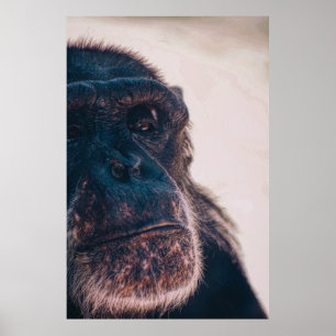 THE OLDEST CHIMPANZEE POSTER