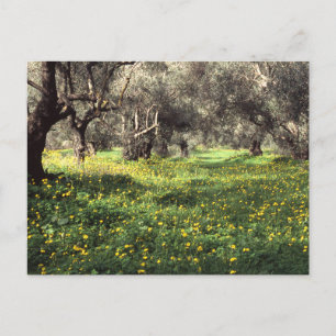 The olive grove postcard