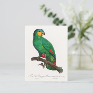 The Orange-Winged Amazon Postcard