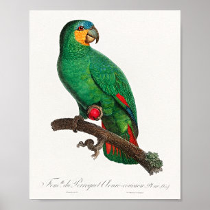 The Orange-Winged Amazon Poster