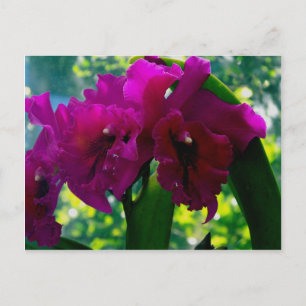 The Orchid Postcard