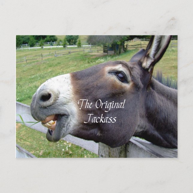 The Original Jackass Funny Donkey Mule Farm Animal Postcard (Front)