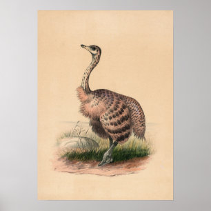 The Ostrich by Joseph Wolf Poster