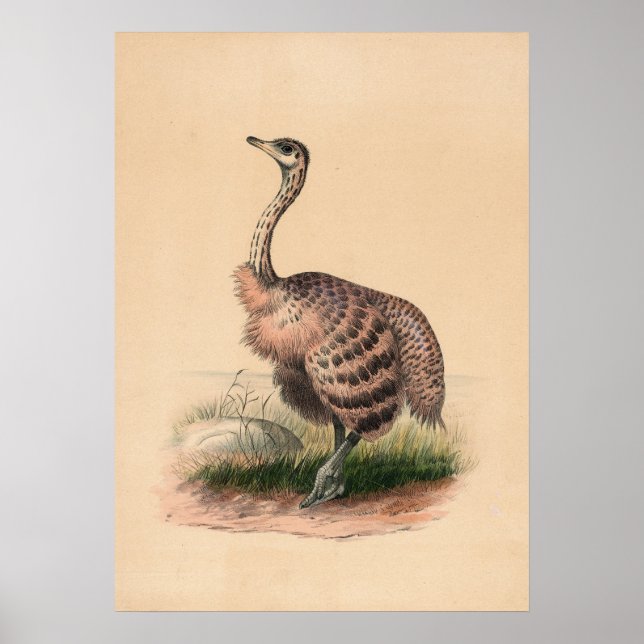The Ostrich by Joseph Wolf Poster (Front)