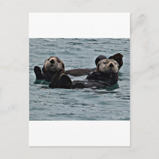 The otter Couple Postcard