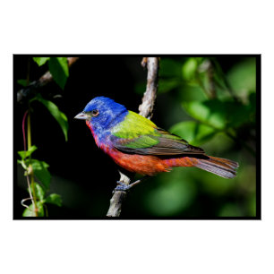 The Painted Bunting. A very vibrant bird. Poster