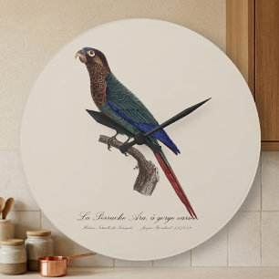 The Painted Parakeet, Pyrrhura Picta Large Clock