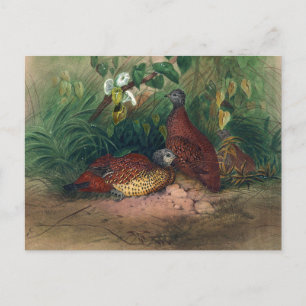 The Painted Spur-Fowl by Joseph Wolf Postcard