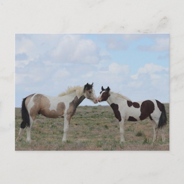 The Paints Postcard (Front)