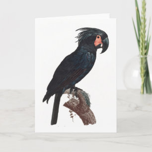 The Palm Cockatoo, Probosciger aterrimus Parrot Card