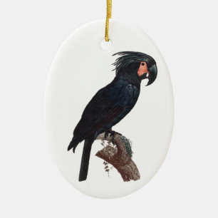 The Palm Cockatoo, Probosciger aterrimus Parrot Ceramic Ornament