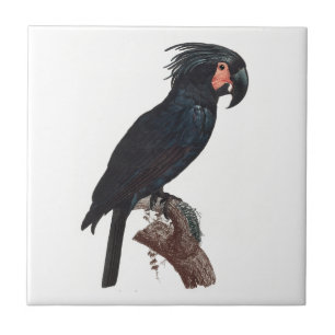 The Palm Cockatoo, Probosciger aterrimus Parrot Ceramic Tile