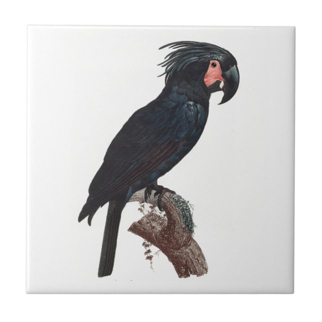 The Palm Cockatoo, Probosciger aterrimus Parrot Ceramic Tile (Front)