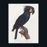 The Palm Cockatoo, Probosciger aterrimus Parrot Postcard<br><div class="desc">The Palm Cockatoo,  Probosciger aterrimus from Natural History of Parrots (1801—1805) by Francois Levaillant.</div>