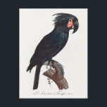 The Palm Cockatoo, Probosciger aterrimus Parrot Postcard<br><div class="desc">The Palm Cockatoo,  Probosciger aterrimus from Natural History of Parrots (1801—1805) by Francois Levaillant.</div>