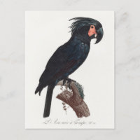 The Palm Cockatoo, Probosciger aterrimus Parrot