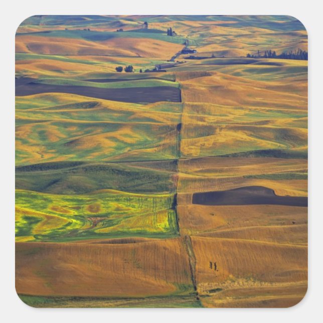 The Palouse from Steptoe Butte, Colfax, Square Sticker (Front)