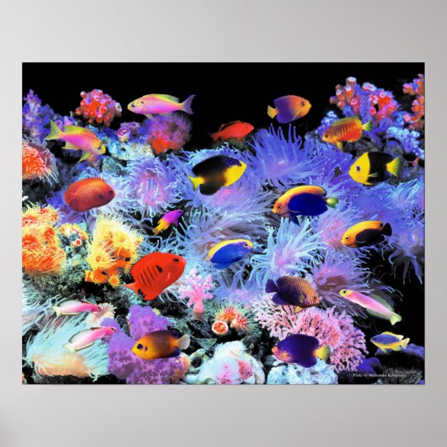 The Paradise of Centropyge Poster (Front)