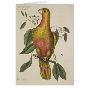 "The Parrot of Paradise"