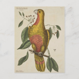 "The Parrot of Paradise" Postcard