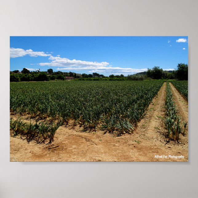 The Path Through the Onion Field Poster (Front)