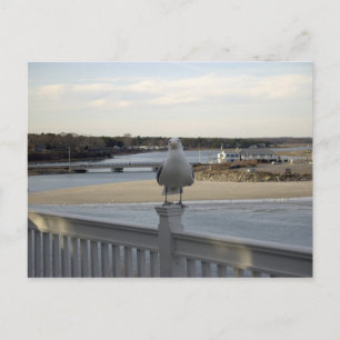 The Patient Seagull, Wells Maine Postcard