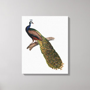 The Peacock Symbolism Canvas Print