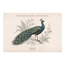 The Peacock Vintage Victorian Peacock