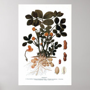 The Peanut Plant Poster