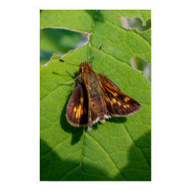 The Pecks Skipper