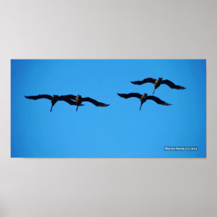 The Pelican Four Poster