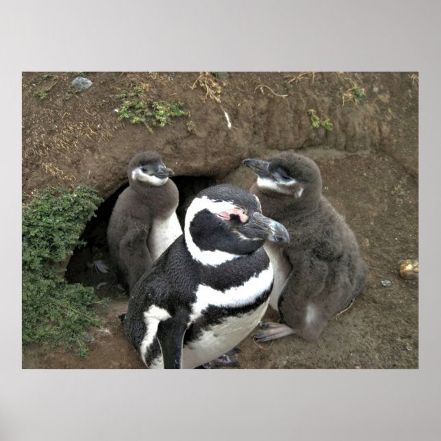 The Penguin Family Poster (Front)