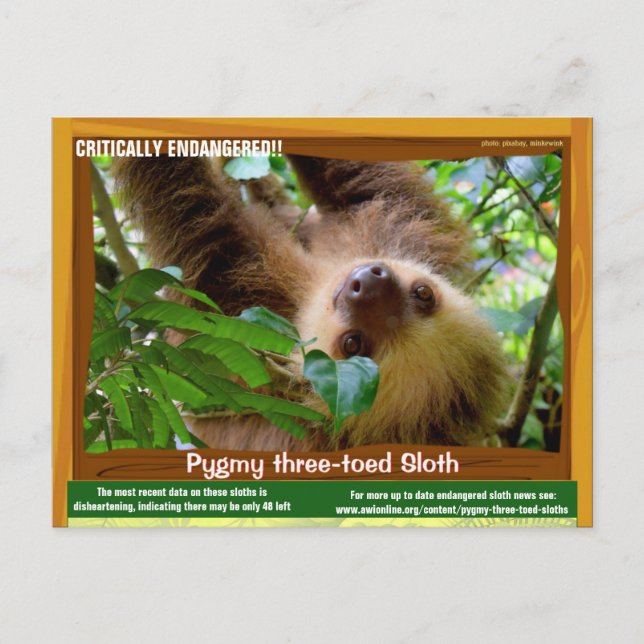 The Pgymy ThreeToed Sloth is critically endangered Postcard (Front)