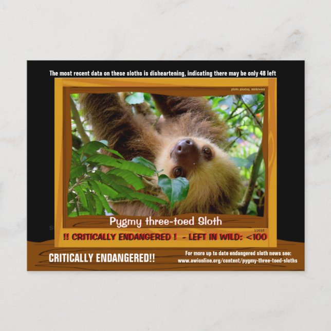 The Pgymy ThreeToed Sloth is critically endangered Postcard (Front)
