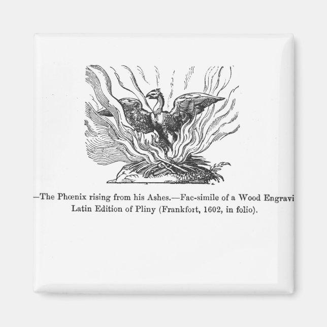 The Phoenix rising from his ashes Magnet (Front)