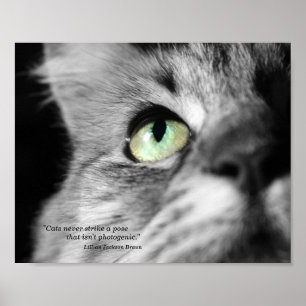 The Photogenic Cat Poster