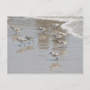 the pied piper postcard