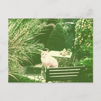 The pink cat postcard