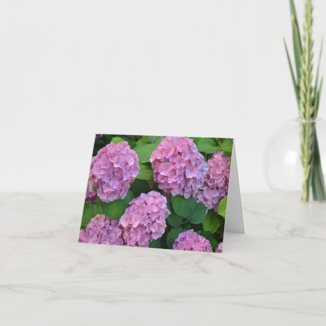 The pink Hortensia hydrangea bush  Card (Front)