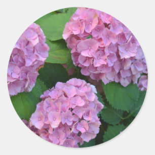 The pink Hortensia hydrangea bush  Classic Round Sticker