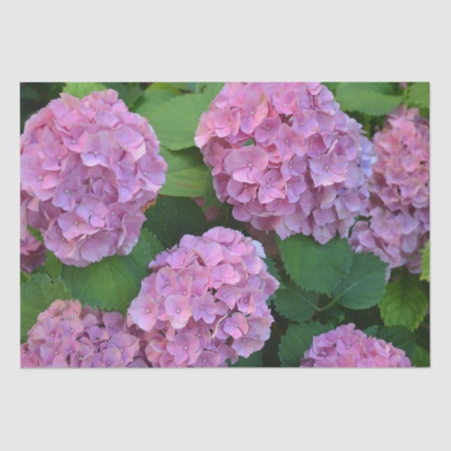 The pink Hortensia hydrangea bush  Tissue Paper (Front)