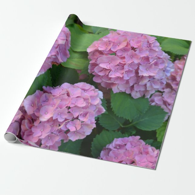 The pink Hortensia hydrangea bush  Wrapping Paper (Unrolled)