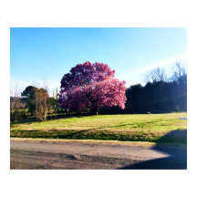 The Pink Tulip Tree