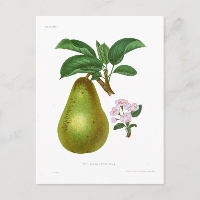 The Pitmaston Pear Postcard (Front)