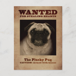The Plucky Pug Postcard
