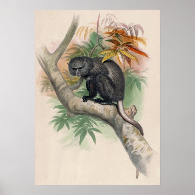 The Pluto Monkey by Joseph Wolf Poster (Front)