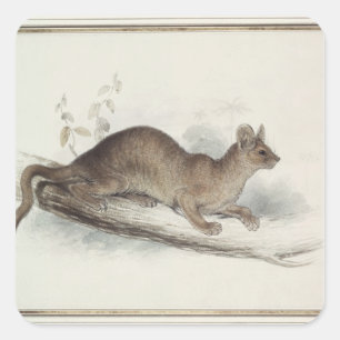 The Polecat, 19th century Square Sticker